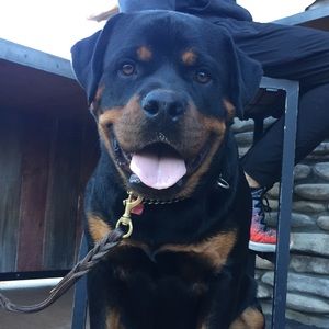 Meet your Posher, Grace